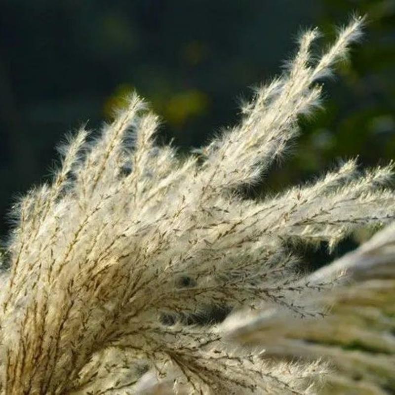 野生茅草种子白茅根草种子白茅草种子白茅花丝茅花白茅