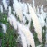 白茅草种子四季播易活坟头山坡杂草绿化针茅白毛草野生白茅根