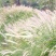 白茅草种子四季播易活坟头山坡杂草绿化针茅白毛草野生白茅根