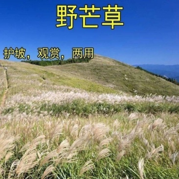 护坡牧草野芒草种子四季种南方北方种植野草植物易种草籽护坡