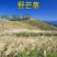 护坡牧草野芒草种子四季种南方北方种植野草植物易种草籽护坡