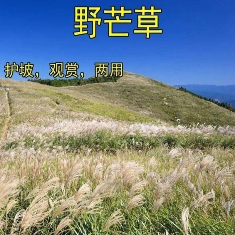 护坡牧草野芒草种子四季种南方北方种植野草植物易种草籽护坡