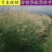 护坡牧草野芒草种子四季种南方北方种植野草植物易种草籽护坡