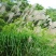 护坡牧草野芒草种子四季种南方北方种植野草植物易种草籽护坡