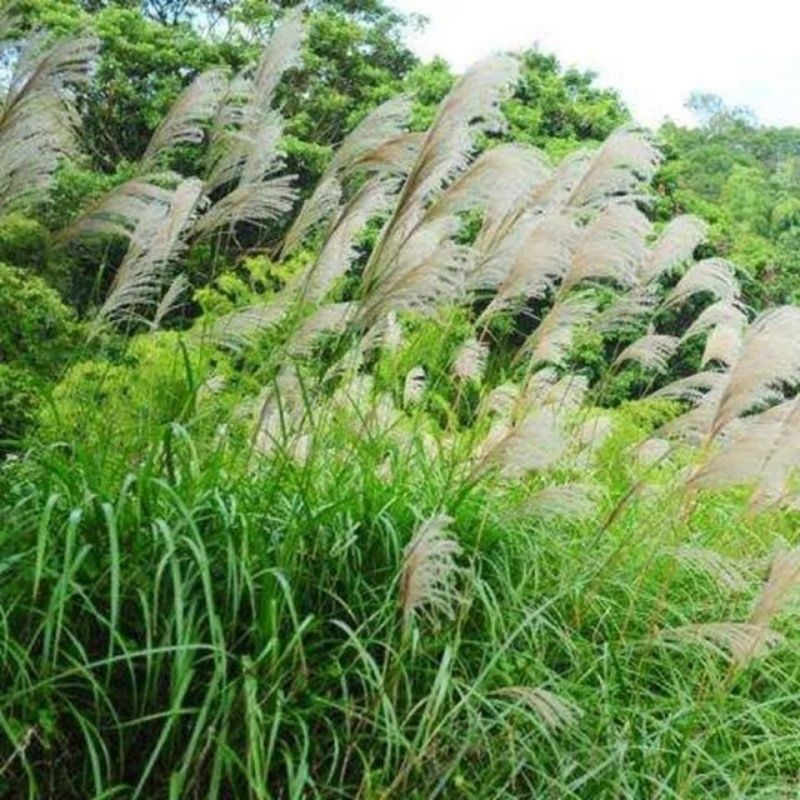 护坡牧草野芒草种子四季种南方北方种植野草植物易种草籽护坡