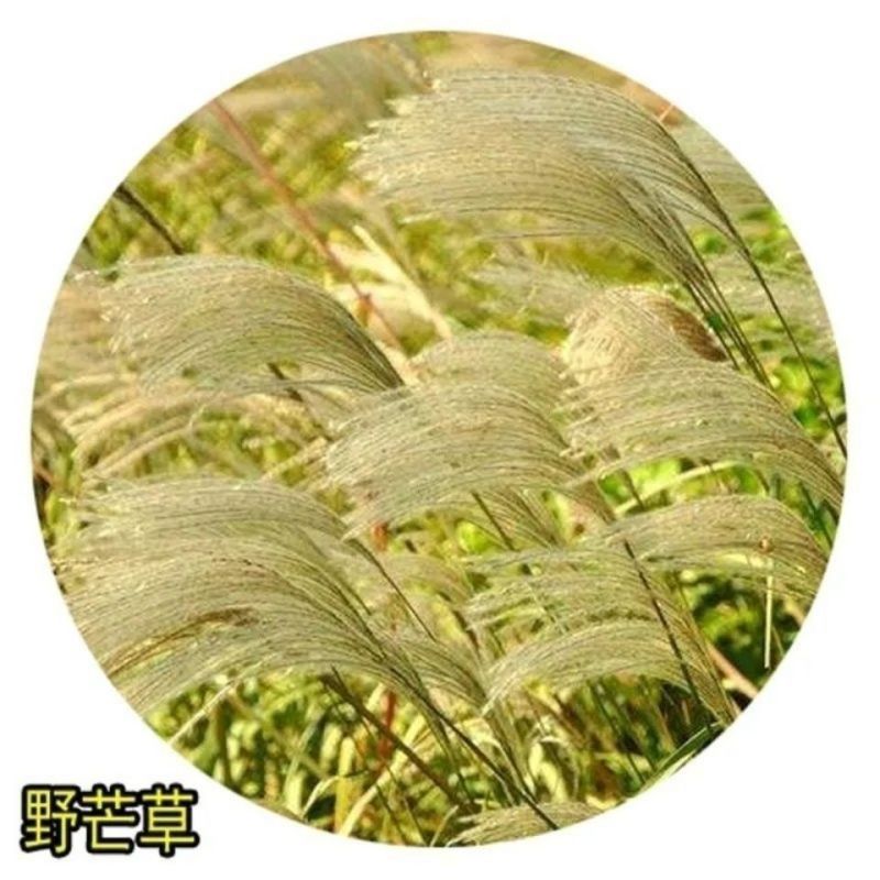 护坡牧草野芒草种子四季种南方北方种植野草植物易种草籽护坡