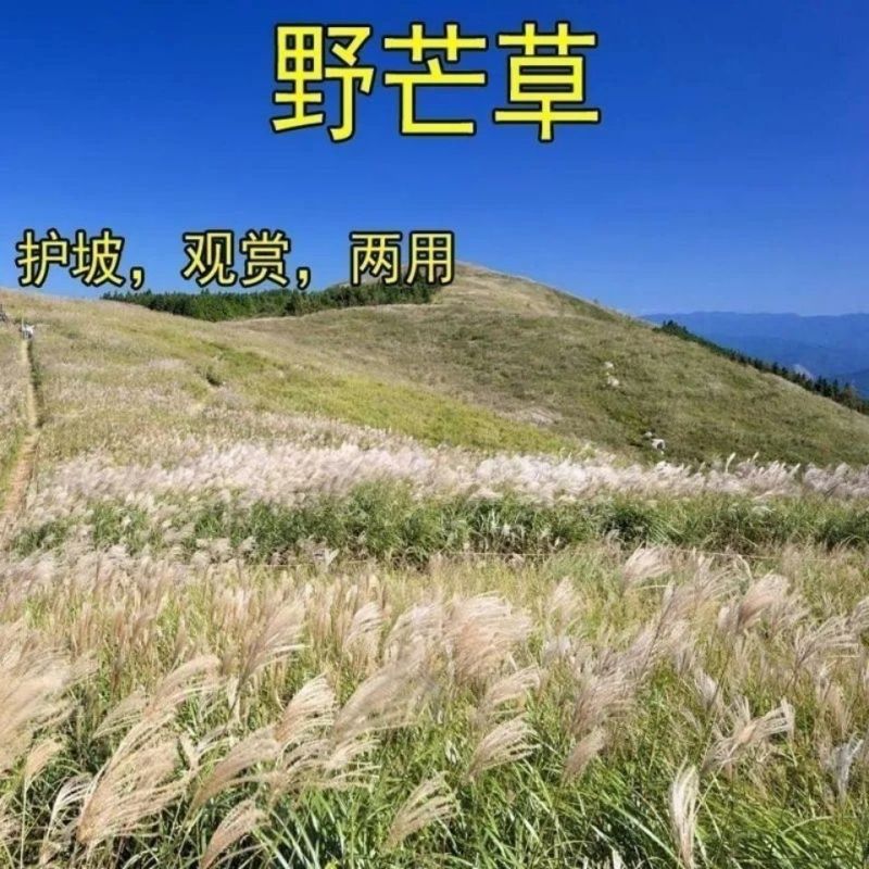护坡牧草野芒草种子四季种南方北方种植野草植物易种草籽护坡