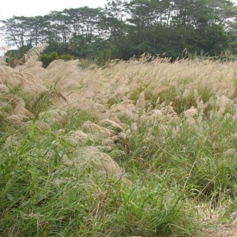 护坡牧草野芒草种子四季种南方北方种植野草植物易种草籽护坡