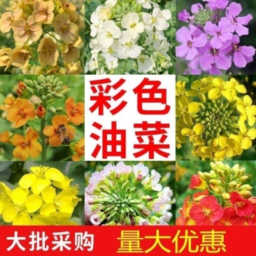 彩色油菜花种子油菜种子耐寒室外庭院景观花海花草种籽高产油