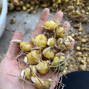 多花黄精高杆鸡头四川姜型正宗良种姜形种苗块茎老虎红花