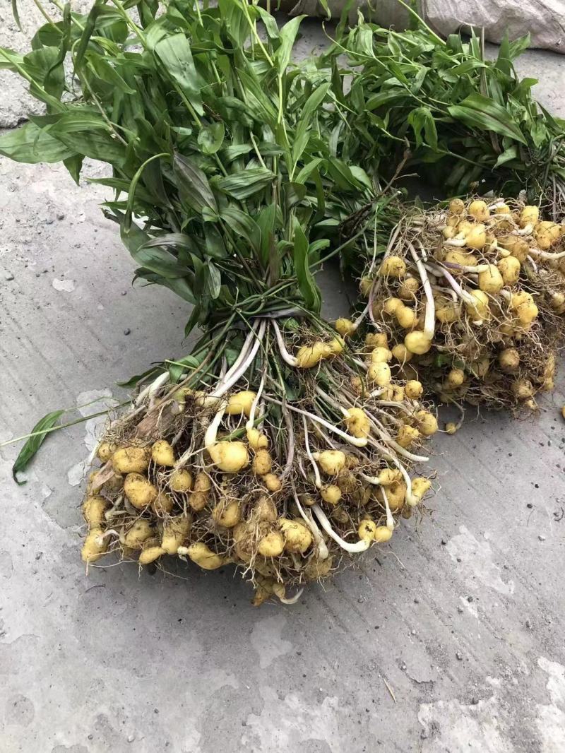 多花黄精高杆鸡头四川姜型正宗良种姜形种苗块茎老虎红花