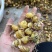 多花黄精高杆鸡头四川姜型正宗良种姜形种苗块茎老虎红花