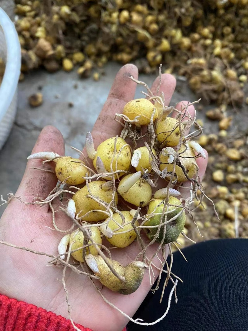 多花黄精高杆鸡头四川姜型正宗良种姜形种苗块茎老虎红花