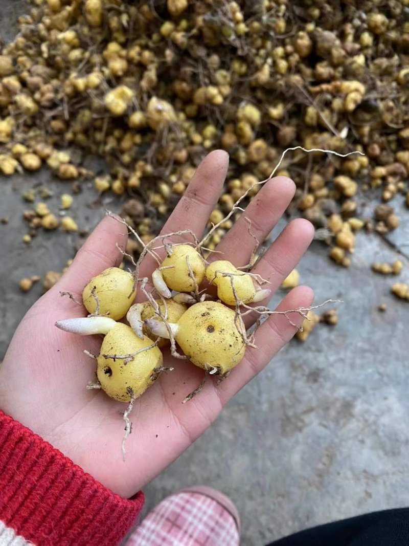 多花黄精高杆鸡头四川姜型正宗良种姜形种苗块茎老虎红花