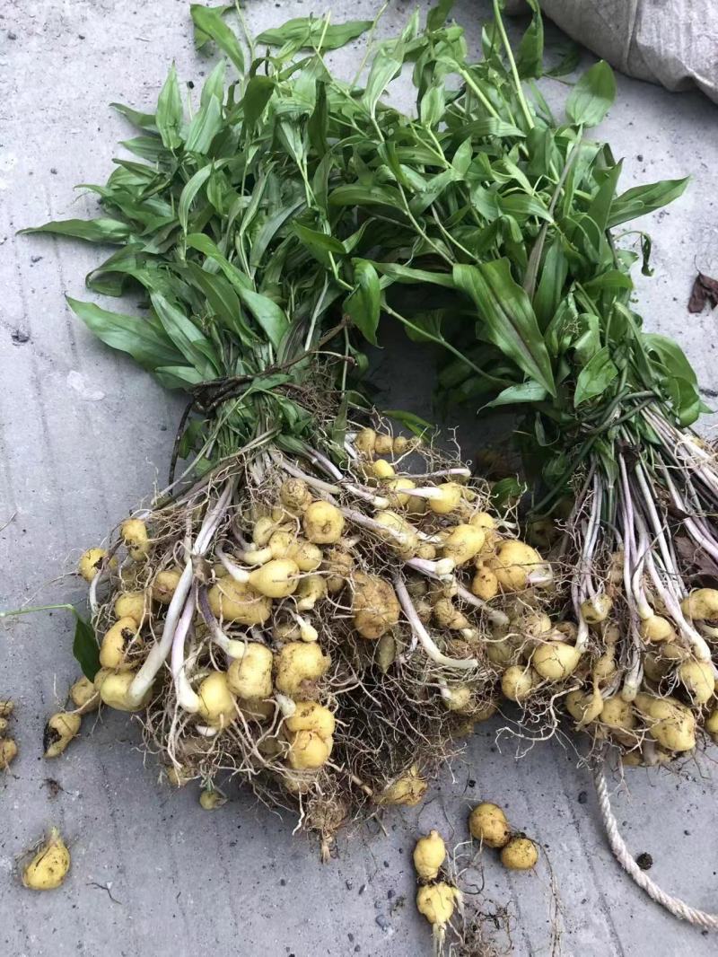 多花黄精高杆鸡头四川姜型正宗良种姜形种苗块茎老虎红花