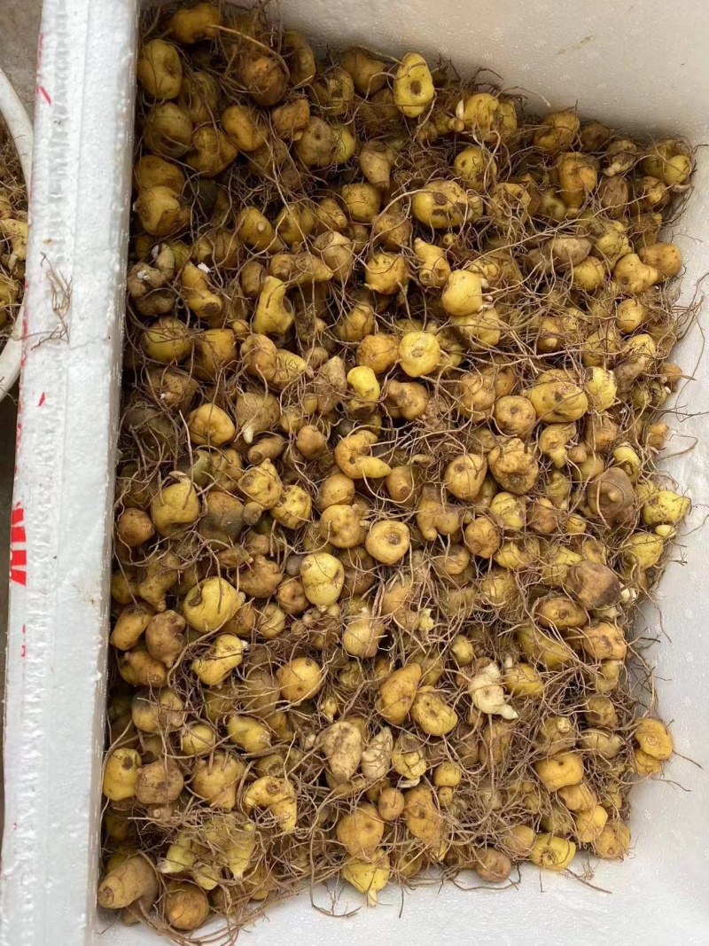 多花黄精高杆鸡头四川姜型正宗良种姜形种苗块茎老虎红花