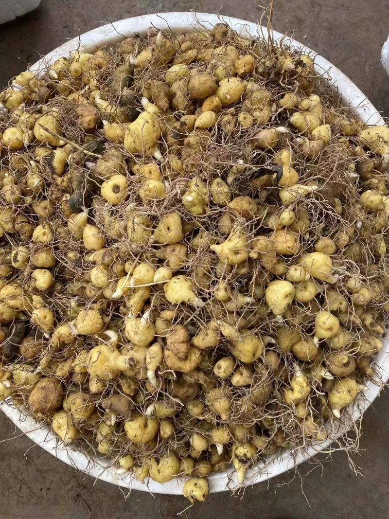 多花黄精高杆鸡头四川姜型正宗良种姜形种苗块茎老虎红花
