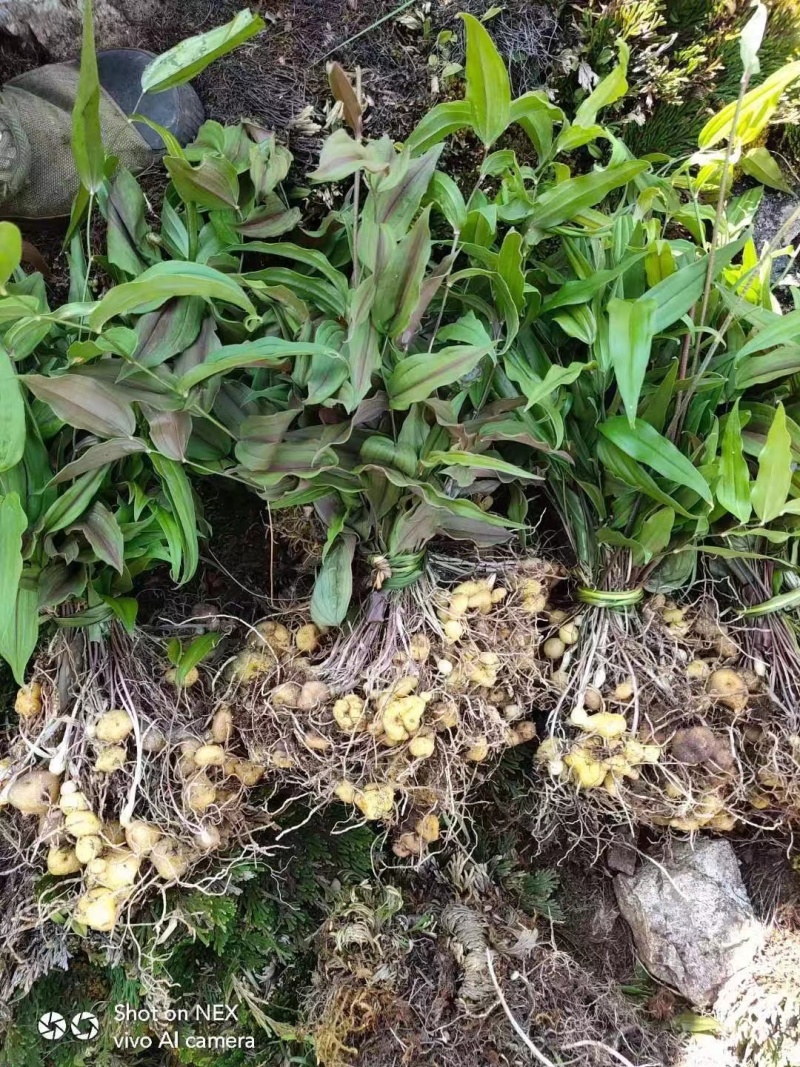 多花黄精高杆鸡头四川姜型正宗良种姜形种苗块茎老虎红花