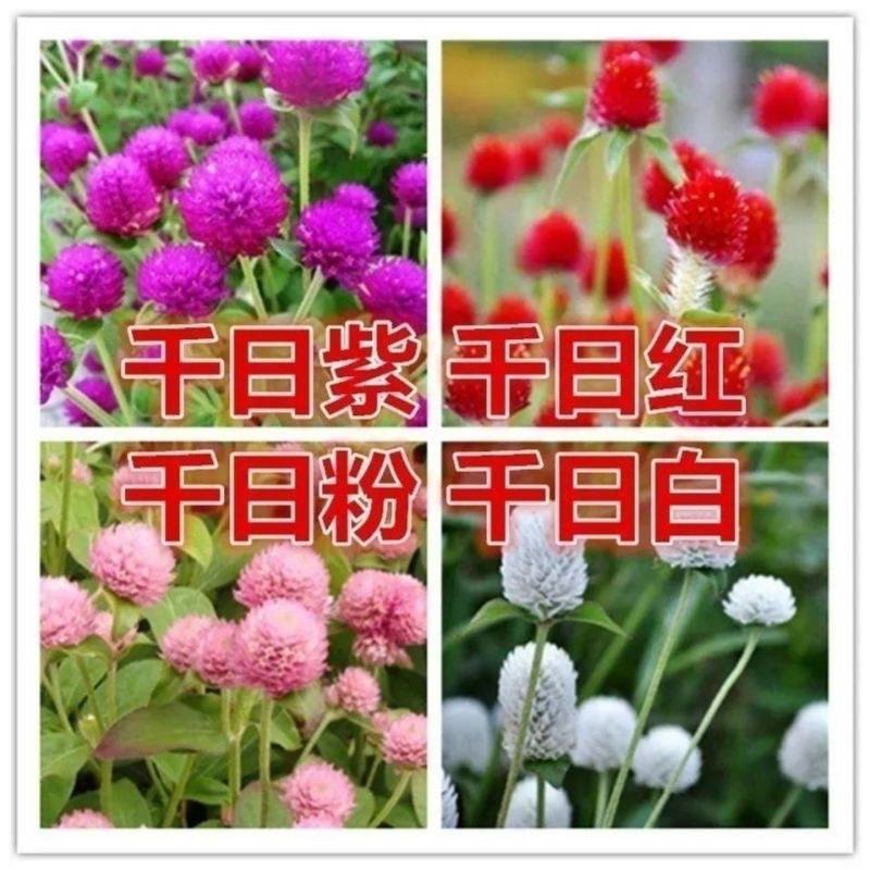 户外花种四季开花耐旱花卉种子阳台盆栽花籽千日紫千日红庭院