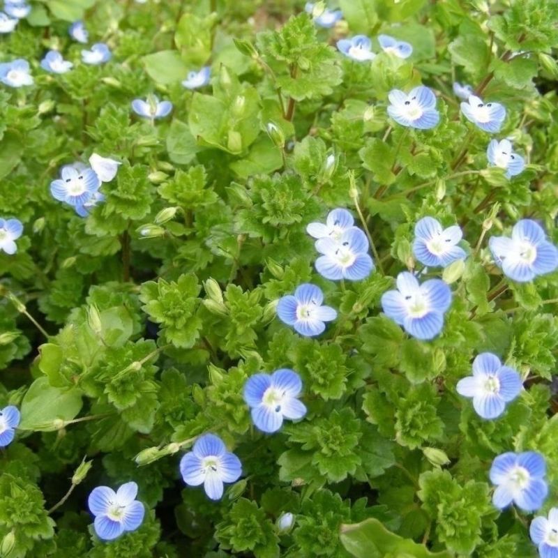 婆婆纳种子香草种子中草药大面积种植园艺种子家庭园