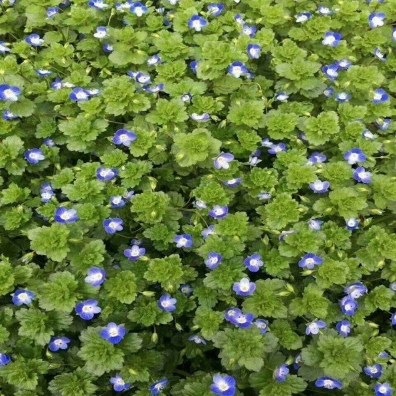 婆婆纳种子香草种子中草药大面积种植园艺种子家庭园