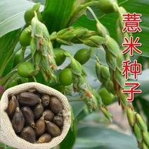 新采集薏米种籽药食两用薏苡仁种子五谷杂粮散装净货