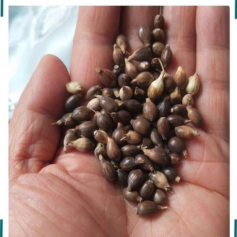 新采集薏米种籽药食两用薏苡仁种子五谷杂粮散装净货