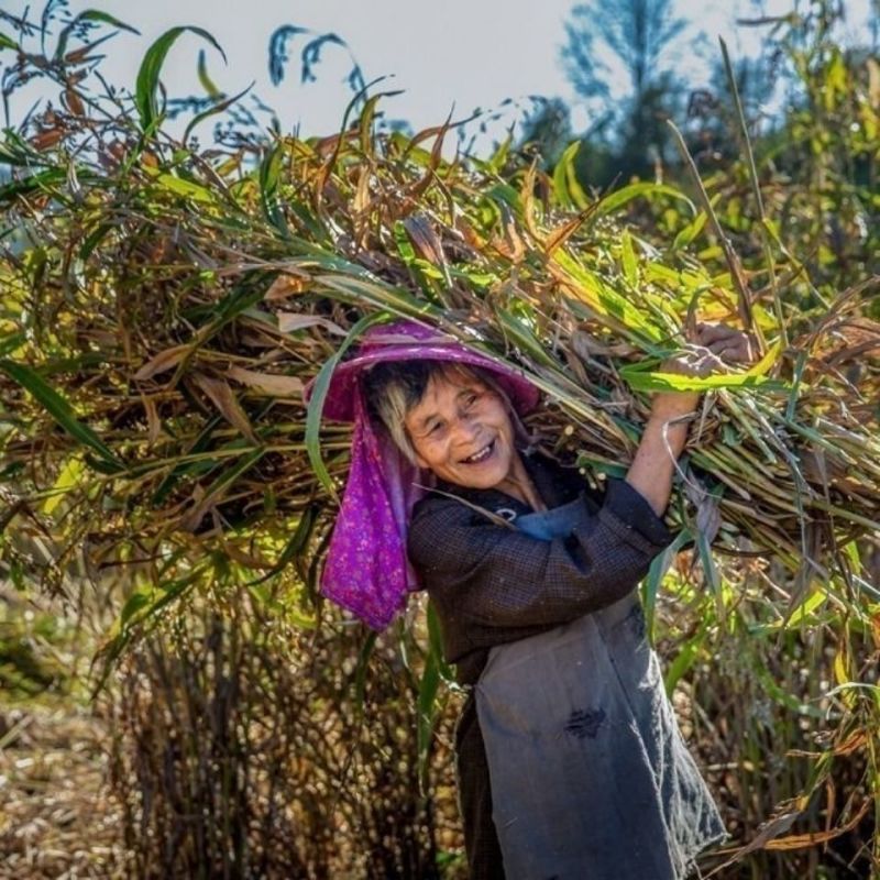 新采集薏米种籽药食两用薏苡仁种子五谷杂粮散装净货