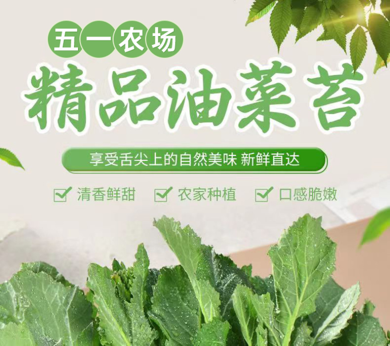湖南油菜苔