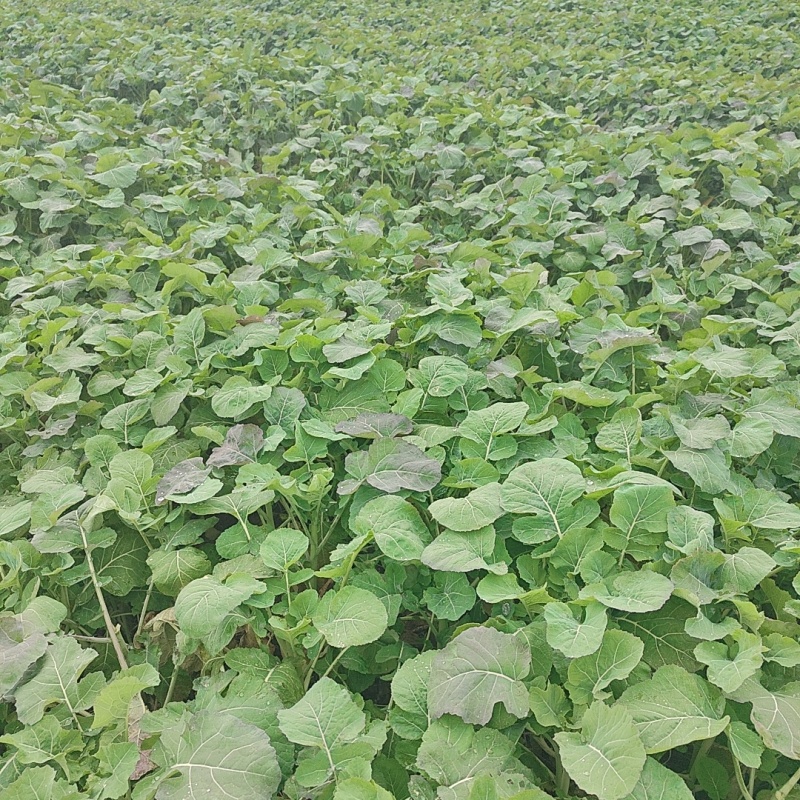 湖南油菜苔