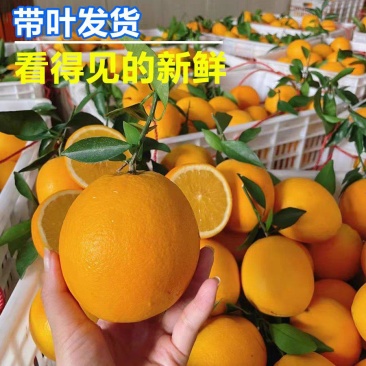 秭归甜橙皮薄口感好，挂树鲜果，地头看货看中现采！