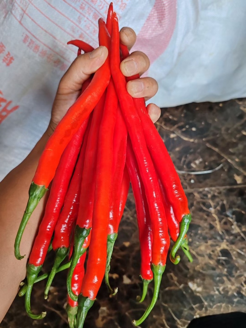 广西红线椒3号8号巿场货工厂货大量供应基地直发