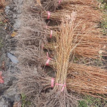 水杉苗，水杉小苗，水杉树苗，产地直发、20~150cm
