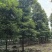 小叶桢楠木8-39公分规格多样可选四川基地培育一手货源