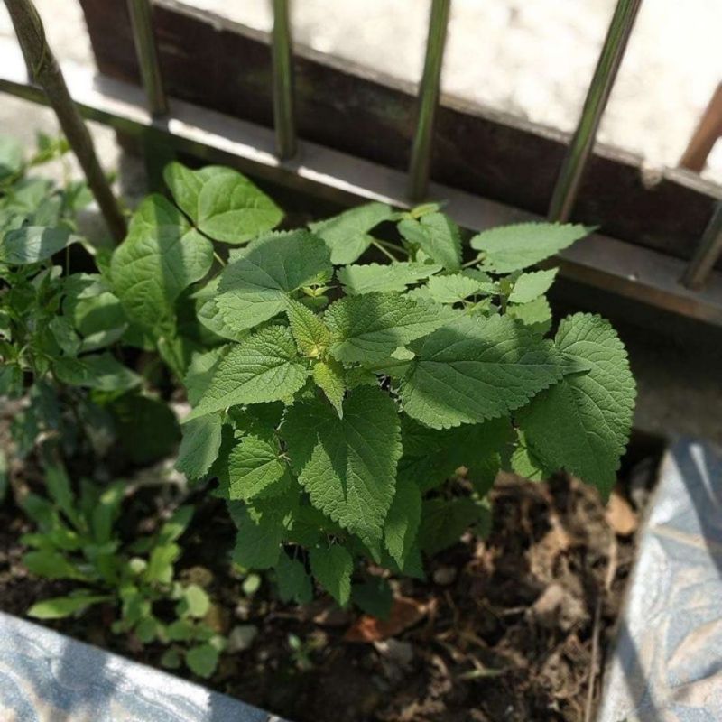 藿香种子四季播食用药用藿香种子籽五香叶植物种子室外驱蚊种