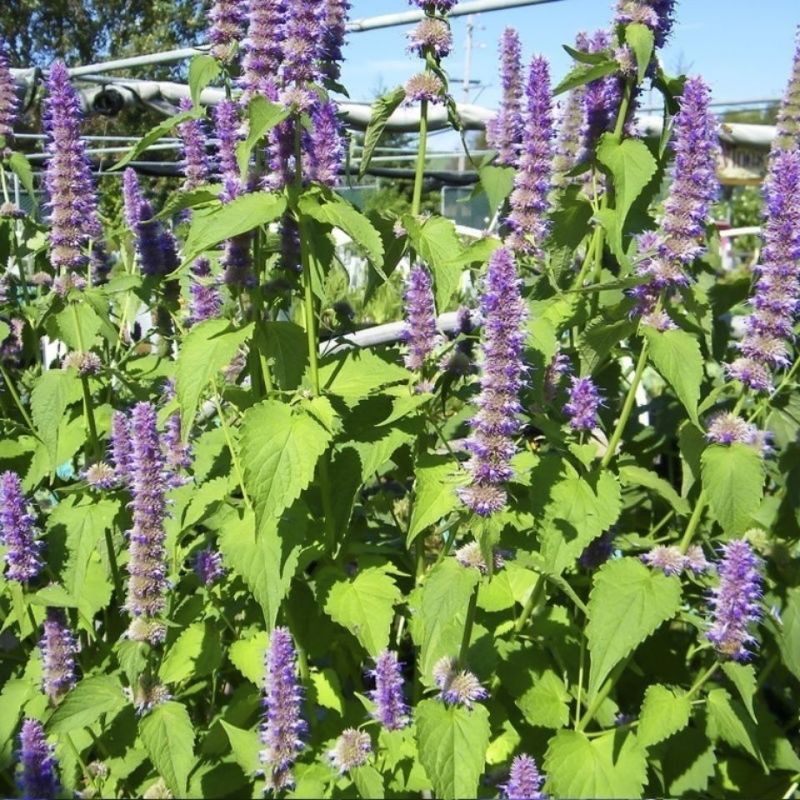 藿香种子四季播食用药用藿香种子籽五香叶植物种子室外驱蚊种