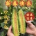 【优选】正宗羊角蜜甜瓜博洋61号甜瓜售后无忧商超批发