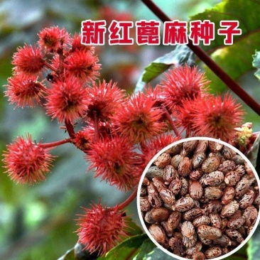 新货野生蓖麻子种子红蓖麻种子大麻子榨油观赏材蓖麻仁蓖