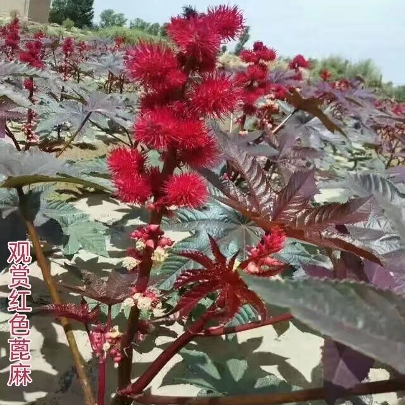 新货野生蓖麻子种子红蓖麻种子大麻子榨油观赏材蓖麻仁蓖