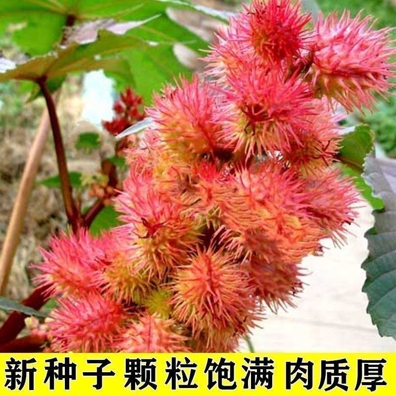 新货野生蓖麻子种子红蓖麻种子大麻子榨油观赏材蓖麻仁蓖