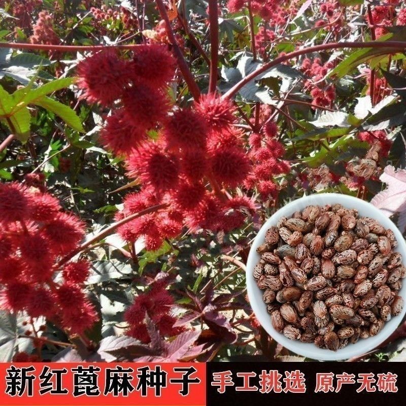 新货野生蓖麻子种子红蓖麻种子大麻子榨油观赏材蓖麻仁蓖