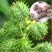 蓖麻种子中药材春秋蓖麻籽中药材抗旱露天种植适应性强易采收