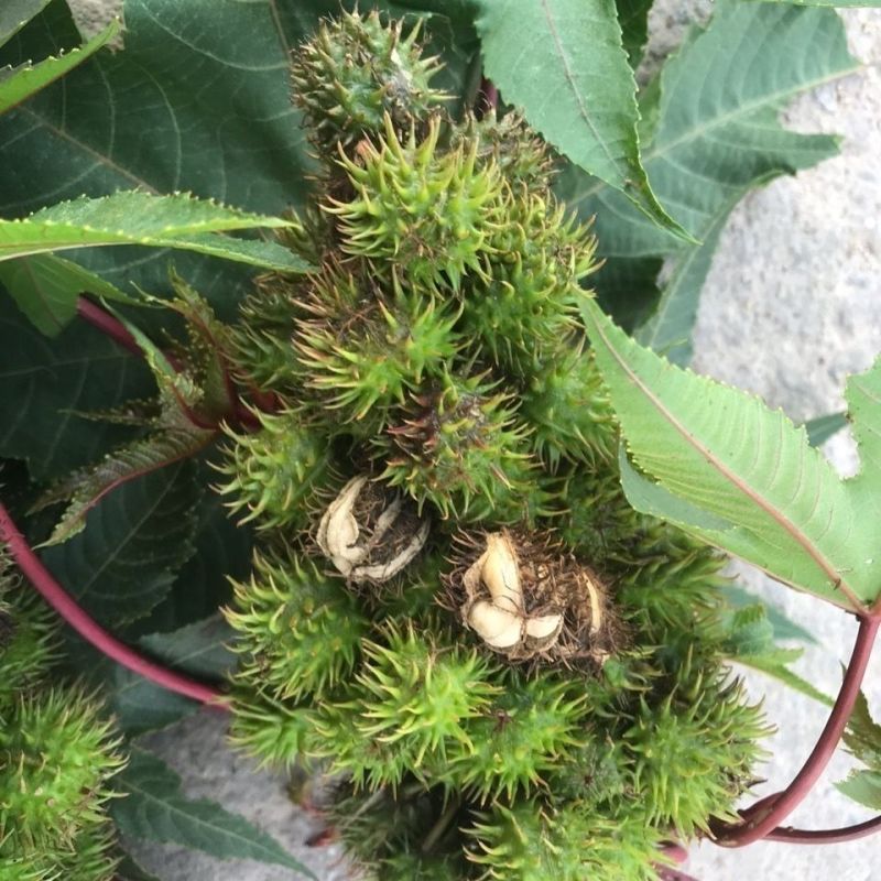 蓖麻种子中药材春秋蓖麻籽中药材抗旱露天种植适应性强易采收