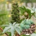 蓖麻种子中药材春秋蓖麻籽中药材抗旱露天种植适应性强易采收