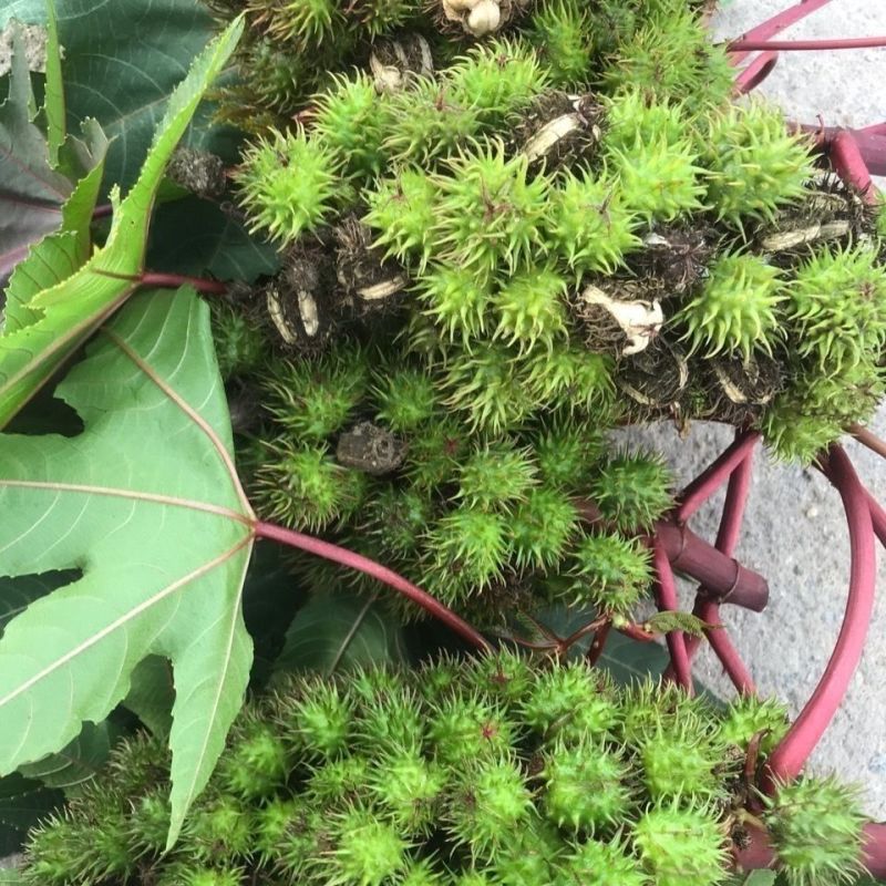 蓖麻种子中药材春秋蓖麻籽中药材抗旱露天种植适应性强易采收