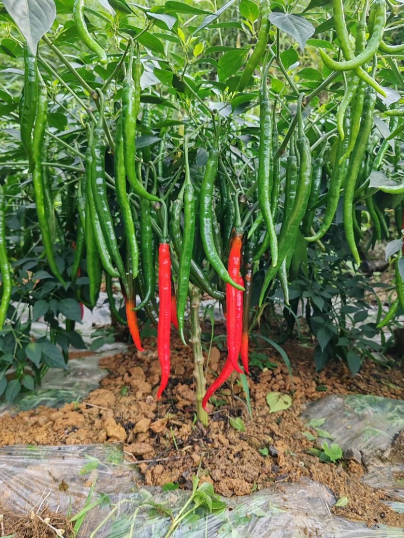 广西红线椒3号8号巿场货工厂货大量供应基地直发