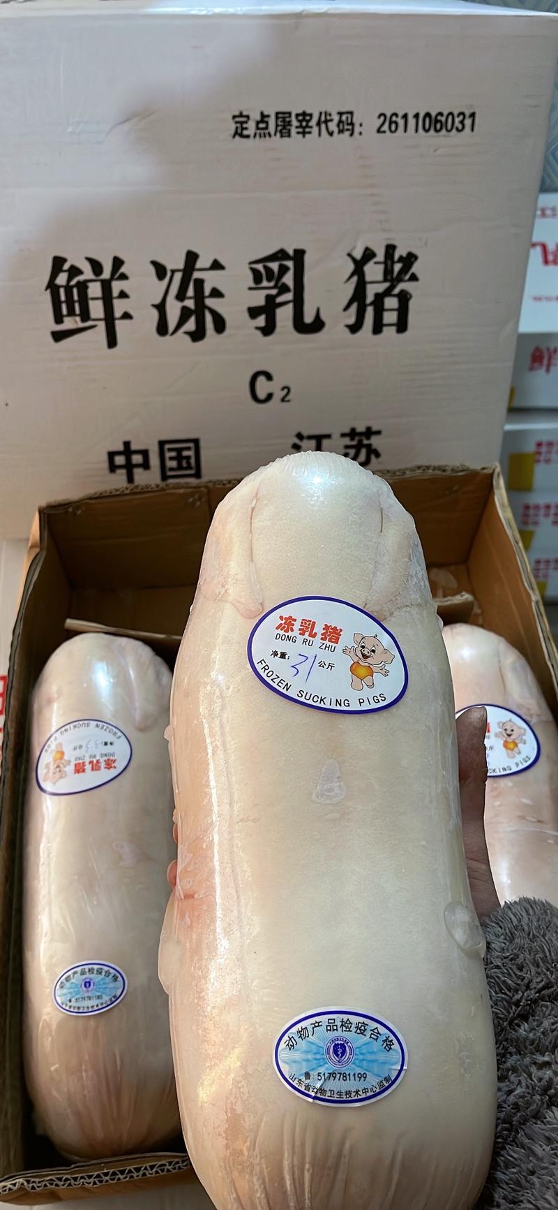【精品】鲜冻乳猪厂家货源供应稳定价格优惠欢迎全国老板合作