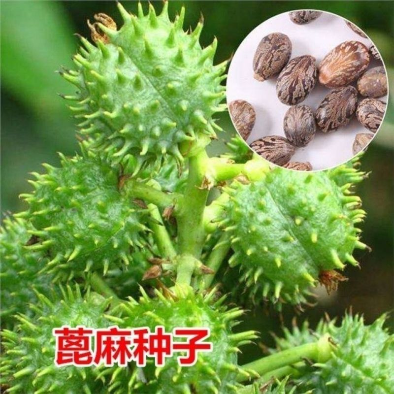 四季蓖麻种子蓖麻子秋季绿蓖麻种子新货野生篦麻籽仁红蓖