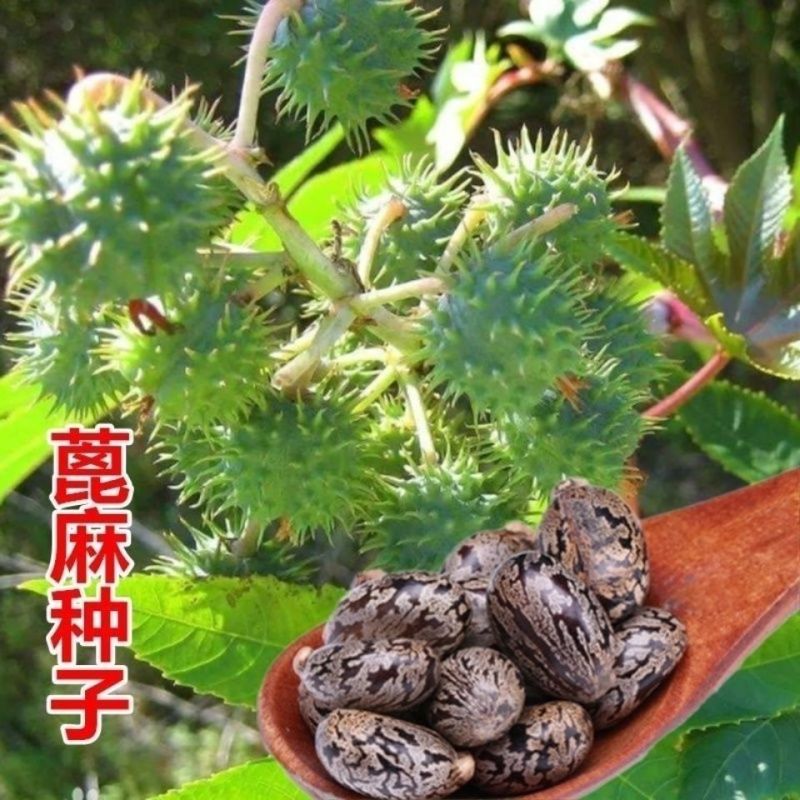 四季蓖麻种子蓖麻子秋季绿蓖麻种子新货野生篦麻籽仁红蓖