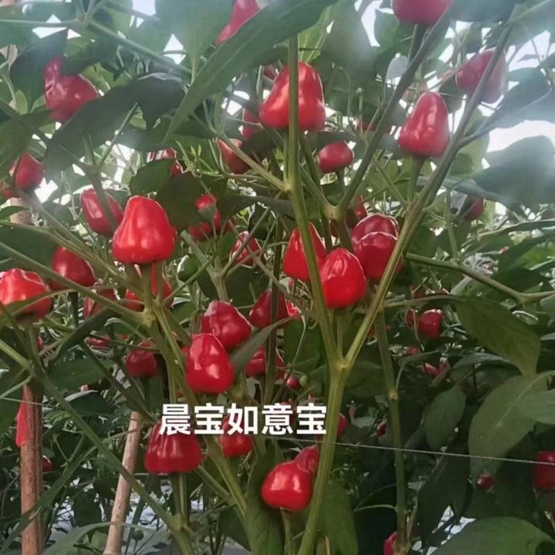 【晨宝种业】高辣晨宝如意宝早熟高产抗病包回收